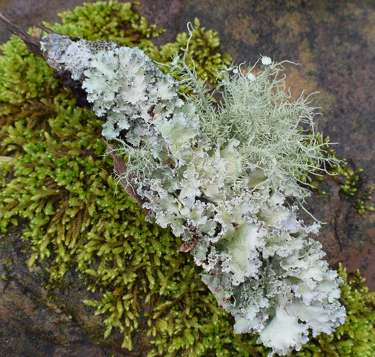 lichens with moss lichen symbiotic free photo