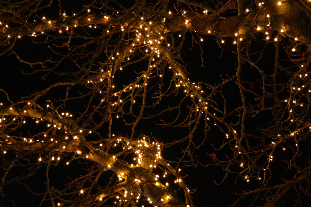 lichterkette tree lights free photo