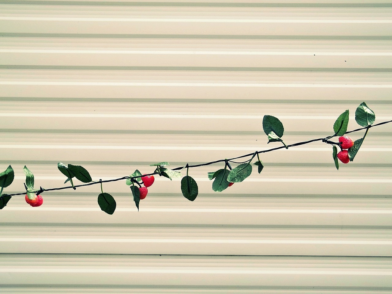 lichterkette strawberries wall free photo