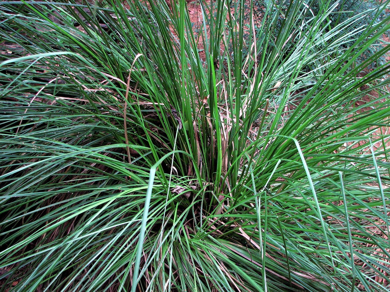 licorice grass grass horst free photo