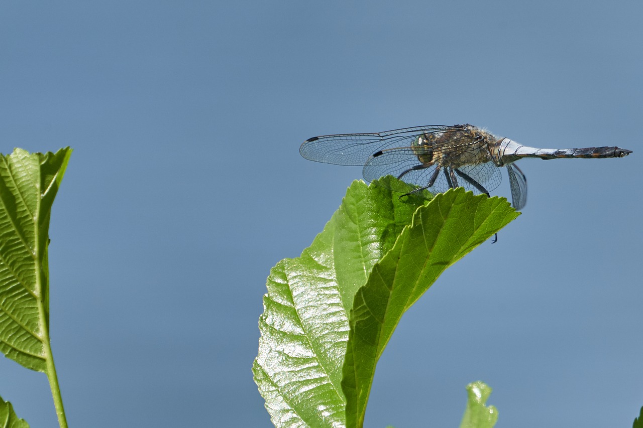 liebelle  leaf  water free photo