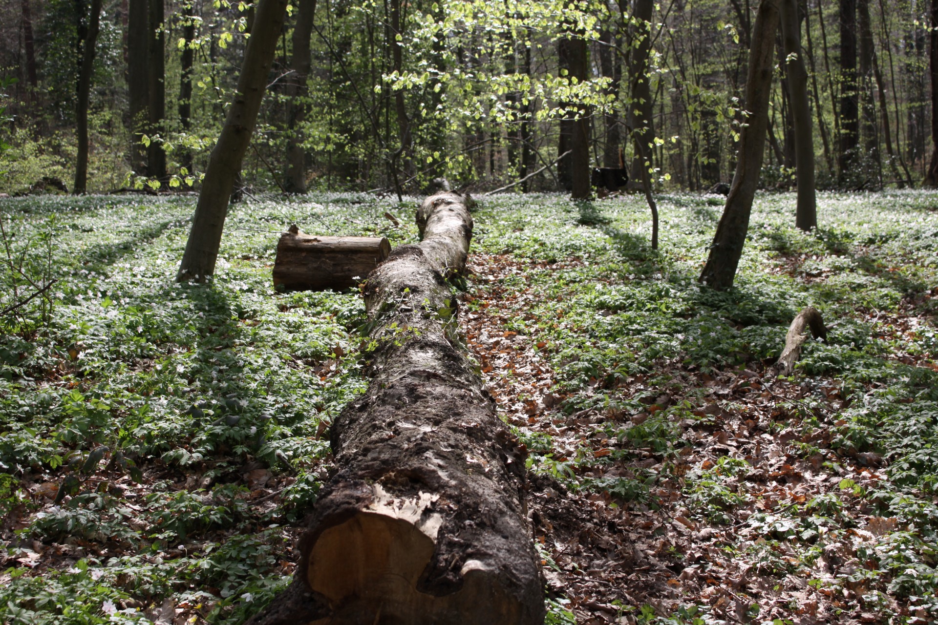 tree forest lying tree free photo