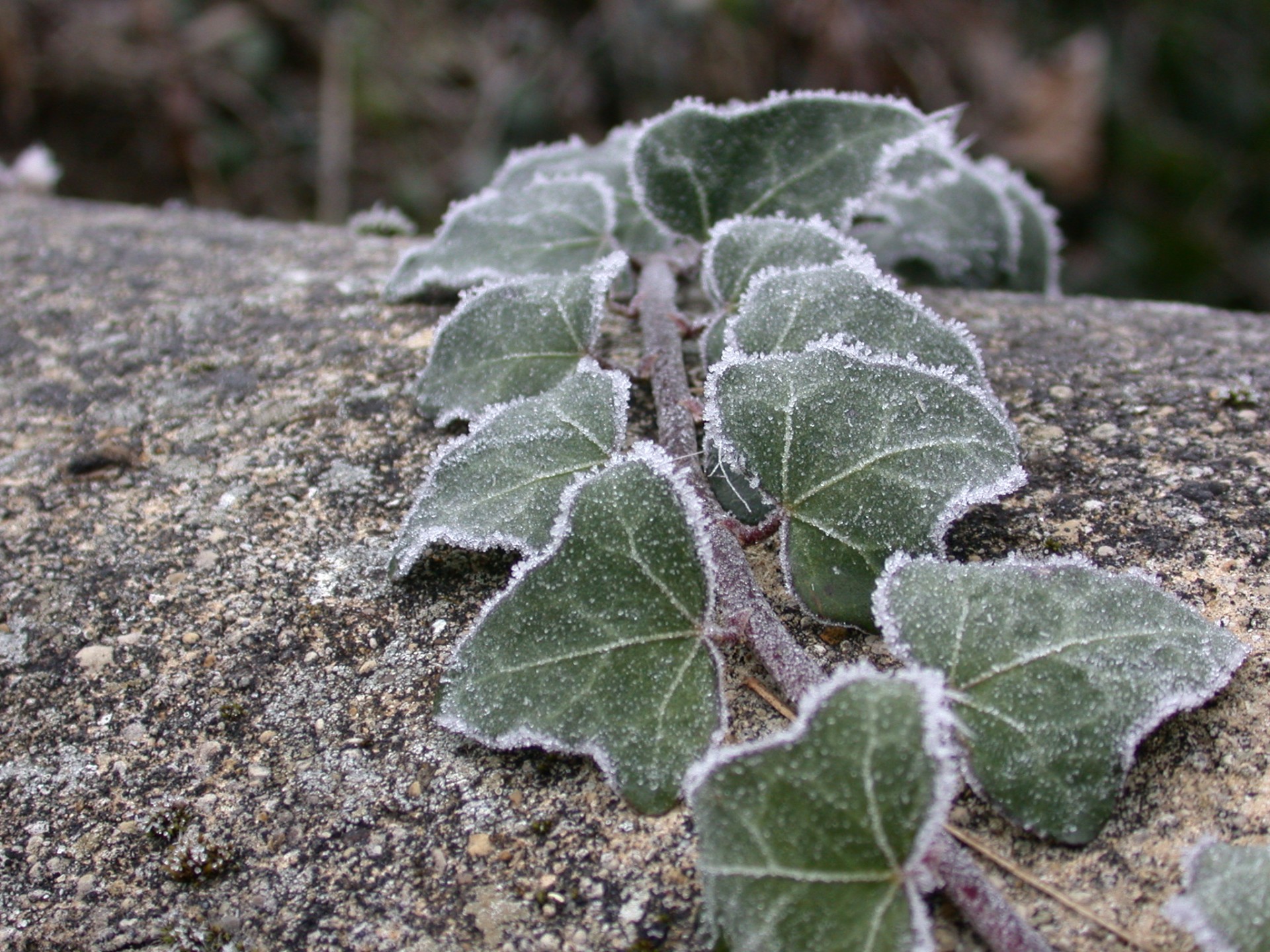ivy leaves frost cold free photo