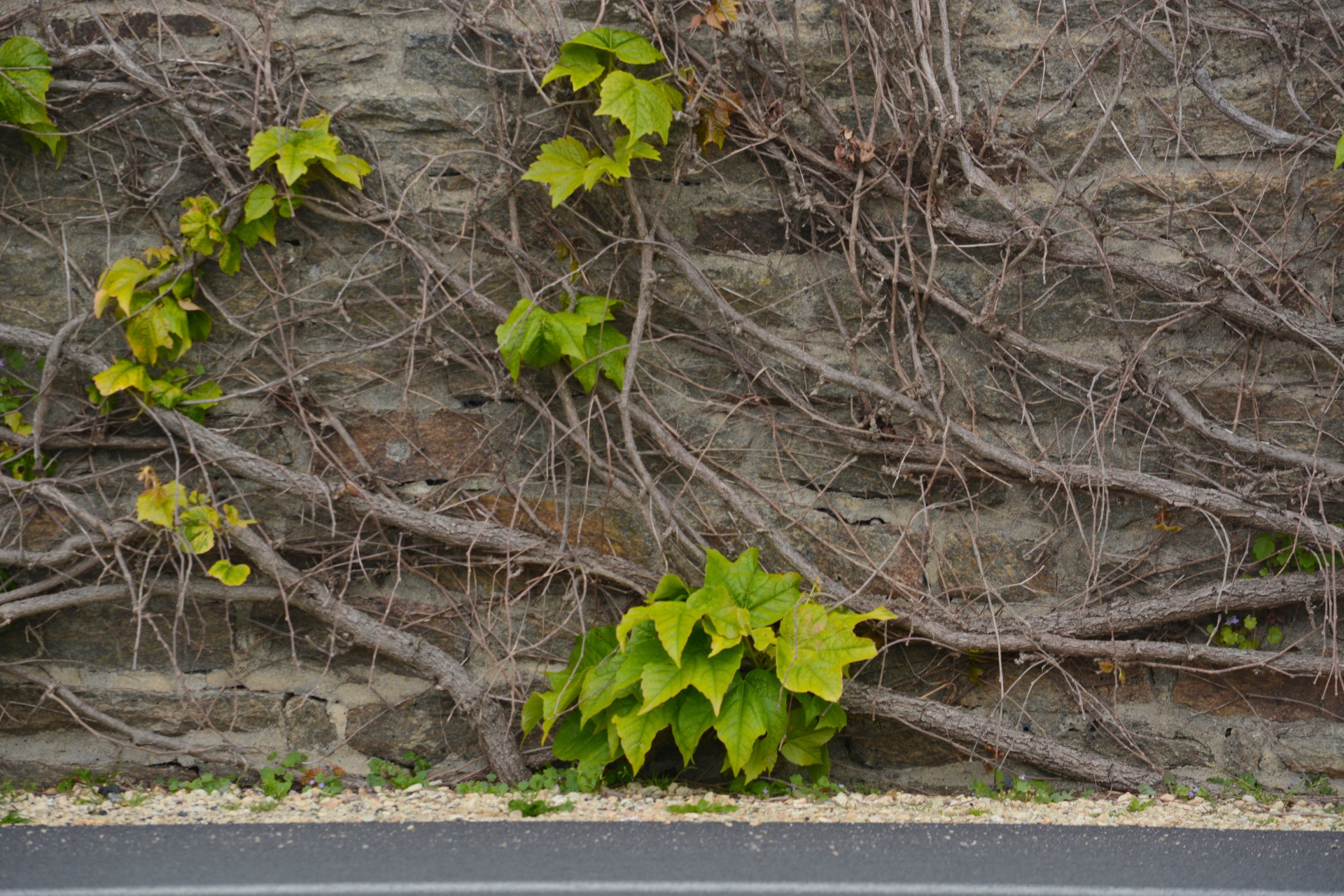 ivy botanical old walls free photo