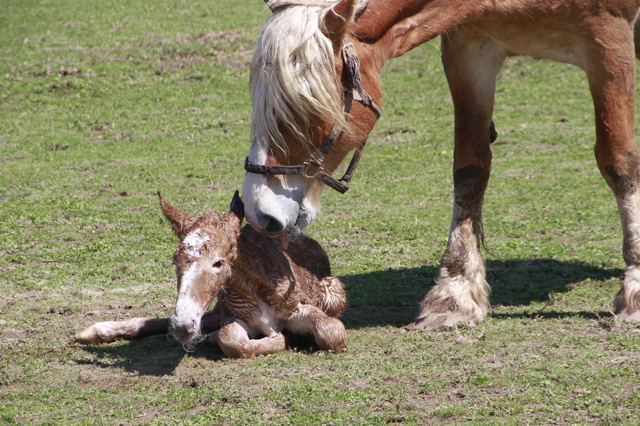 life birth foal horse free photo