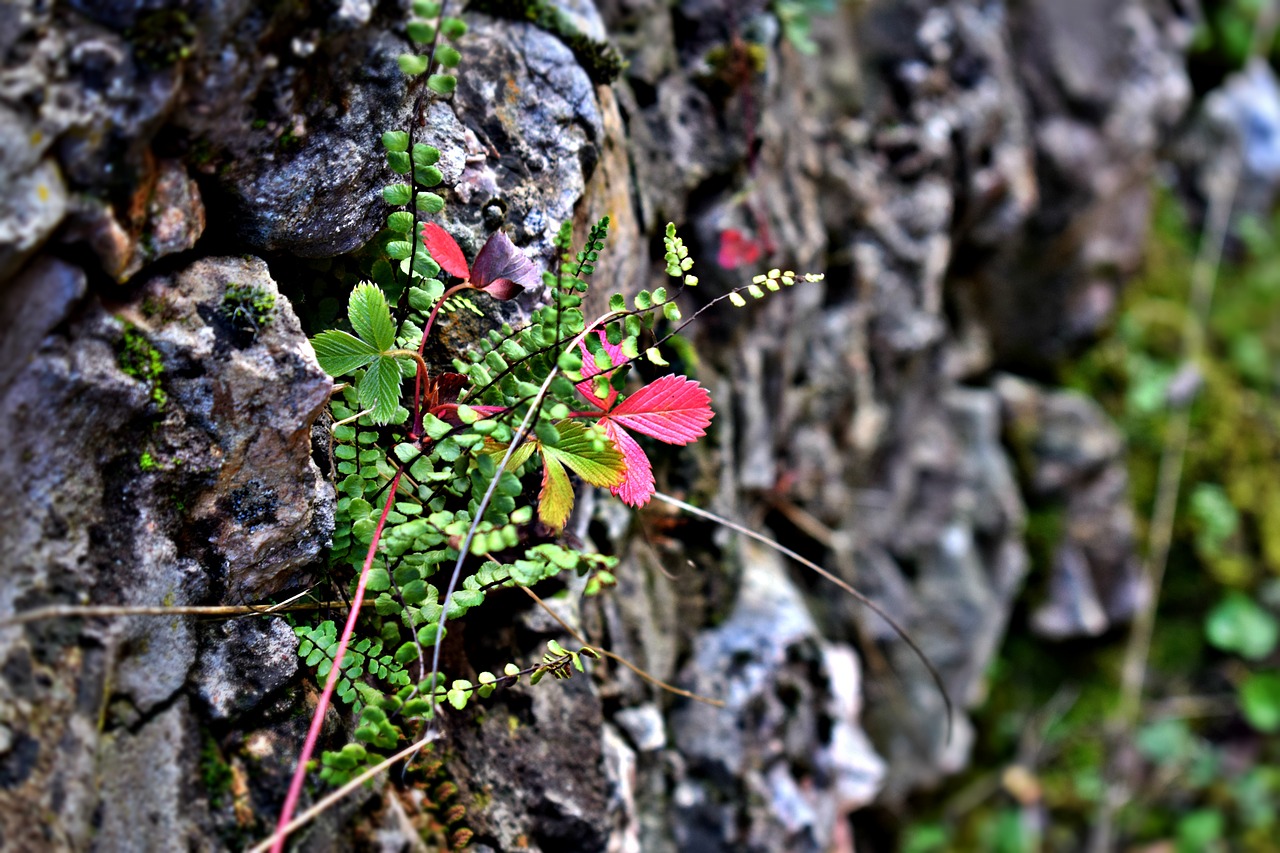 life stone nature free photo