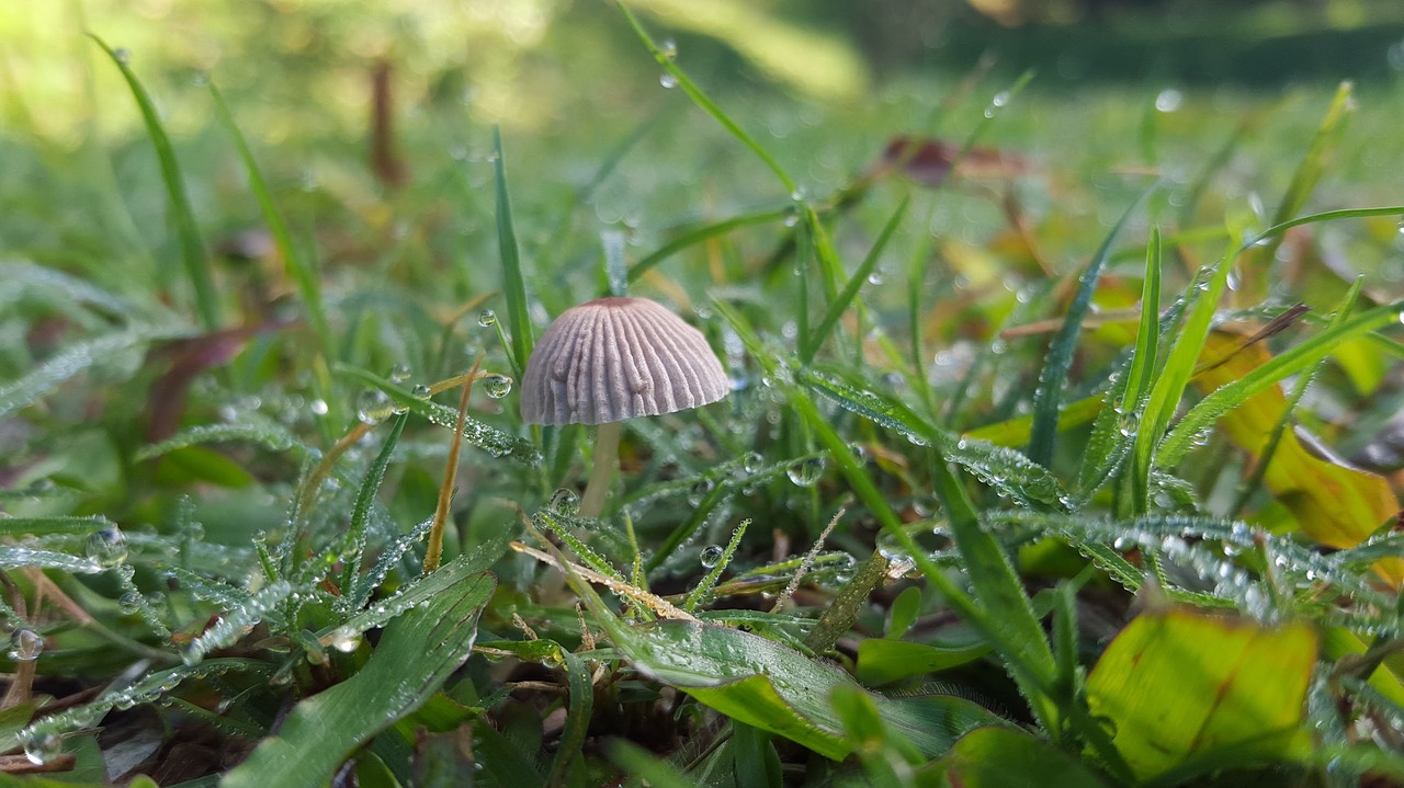 life mushroom grass free photo