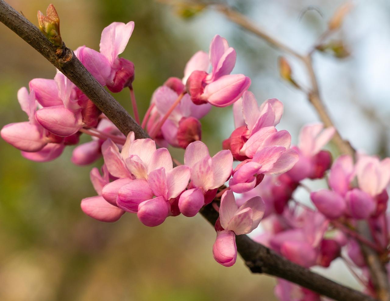 life  nature  flowers free photo