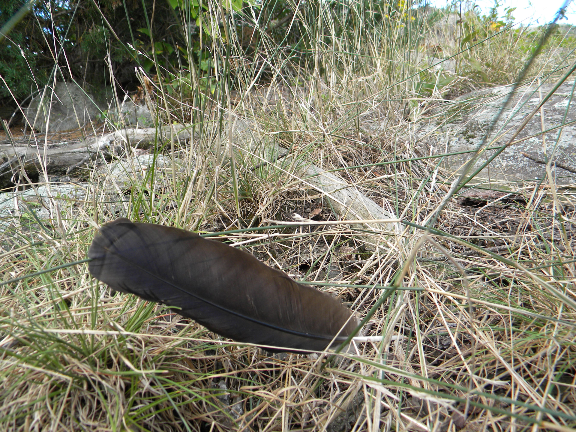 feather life is a shadow free pictures free photo