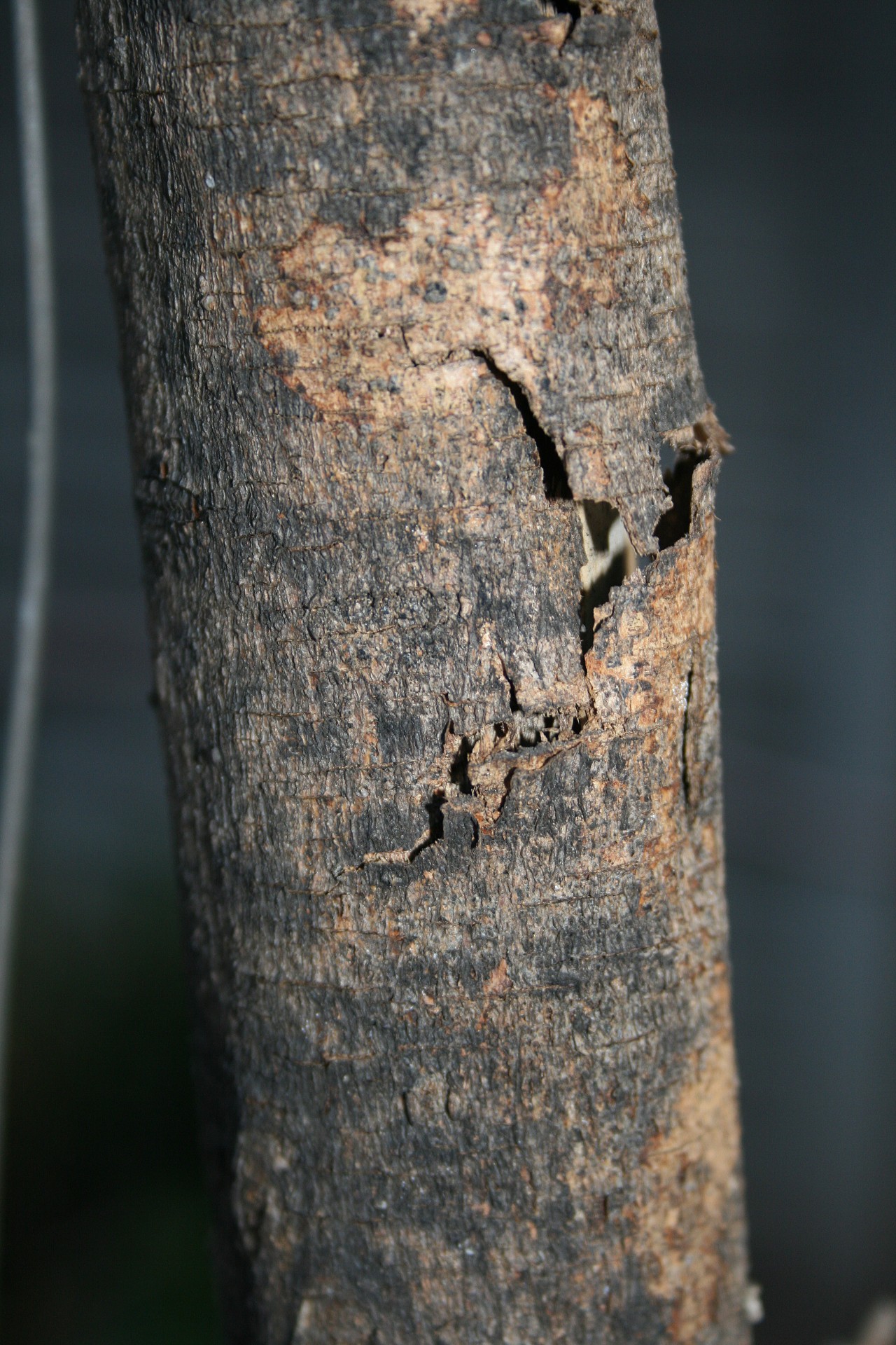 branch thick bark free photo