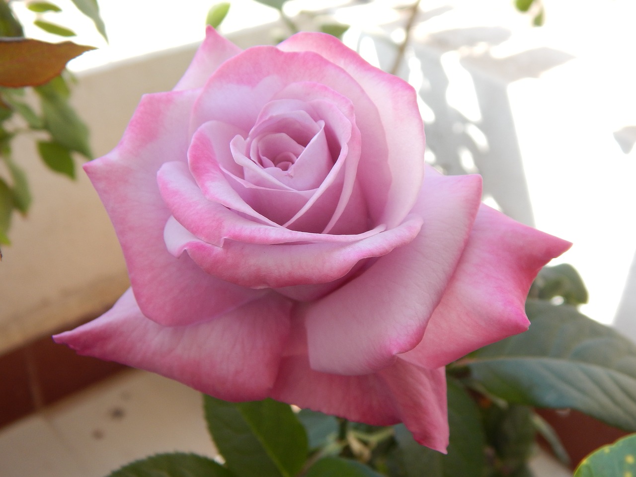 light pink rose free photo