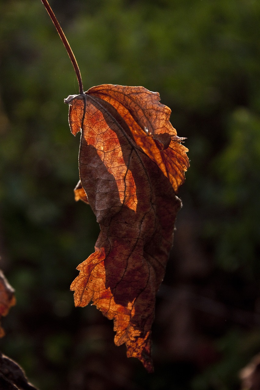 light leaves reverse light free photo