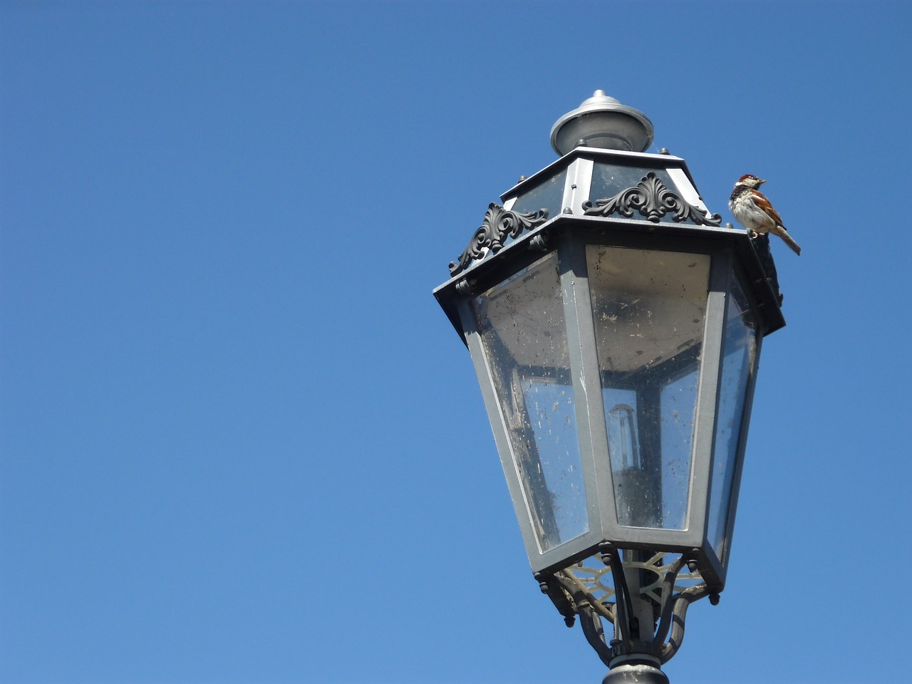 light bird italy free photo