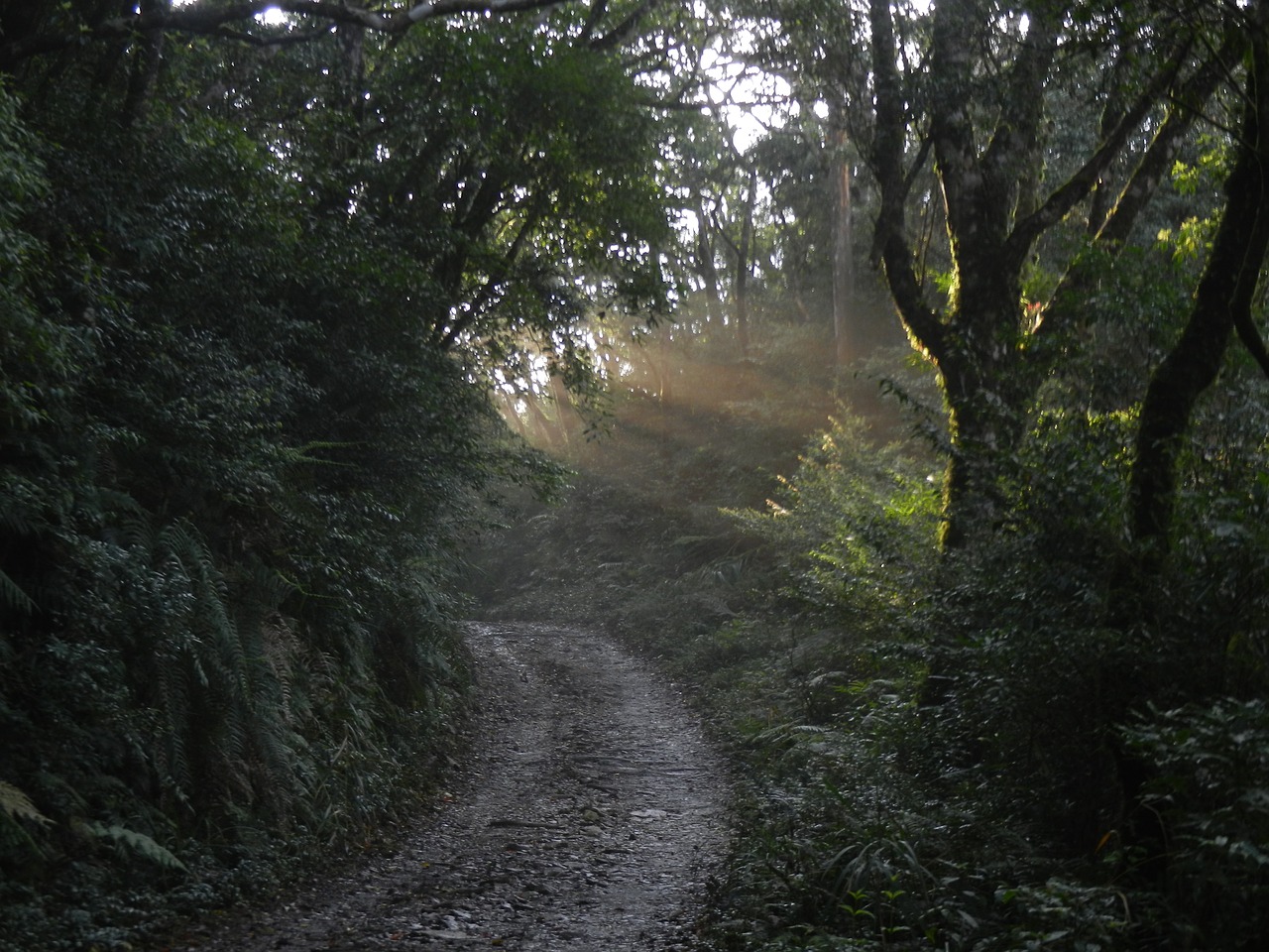 light woodland forest free photo