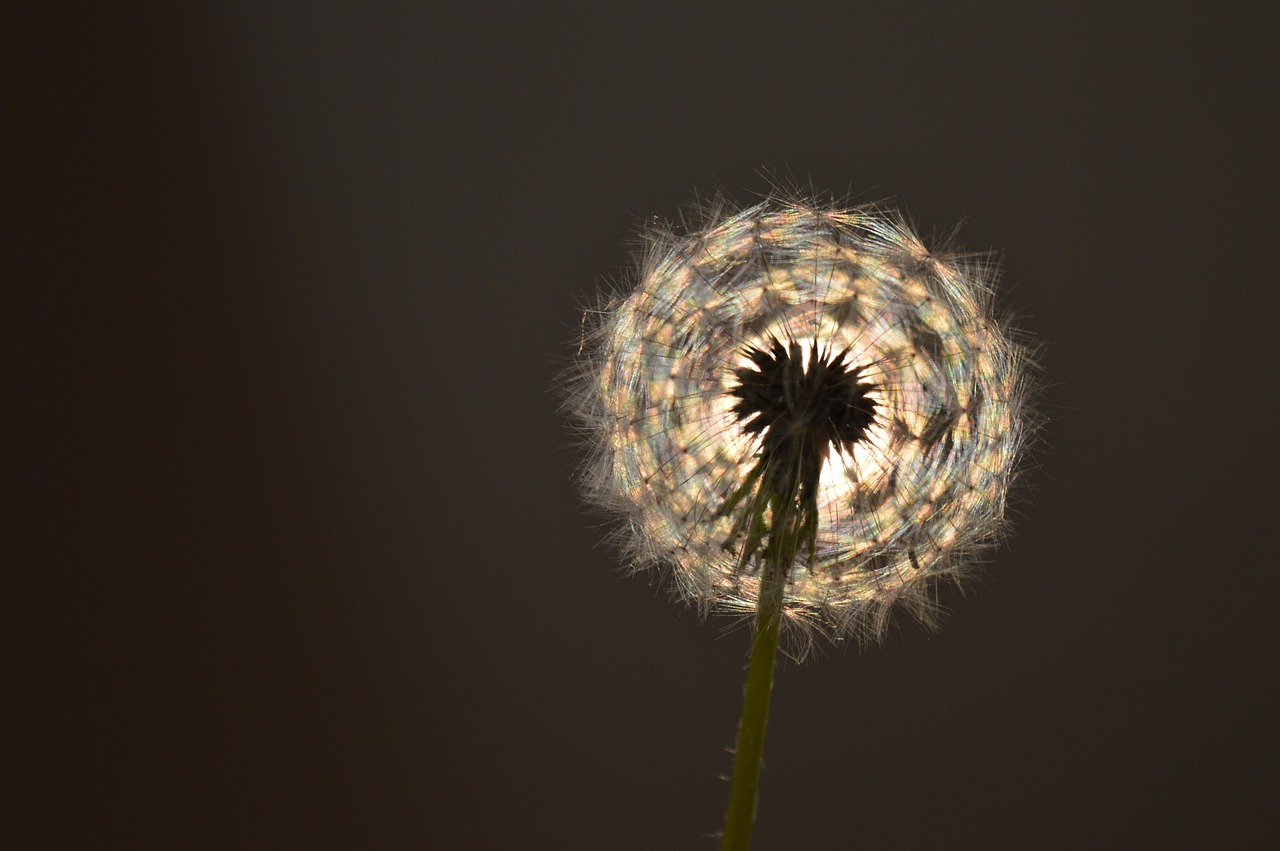 light dandelion furry free photo