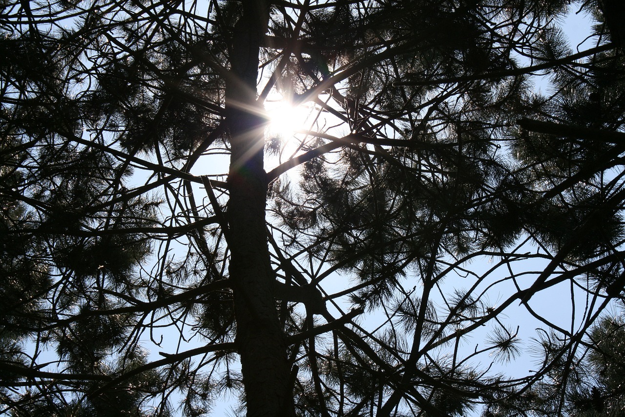 light sun tree free photo