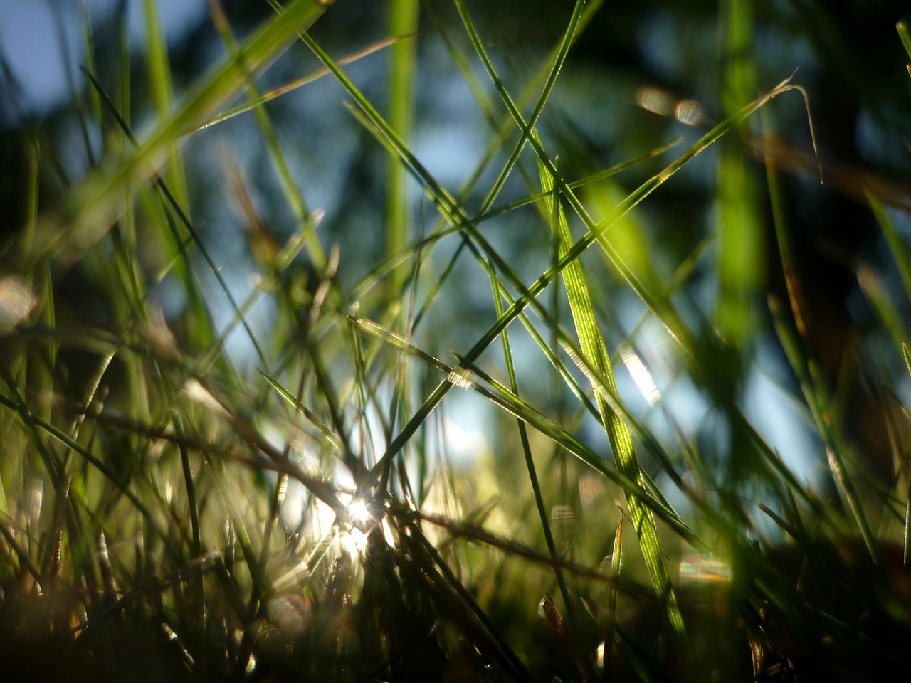 light green gras free photo