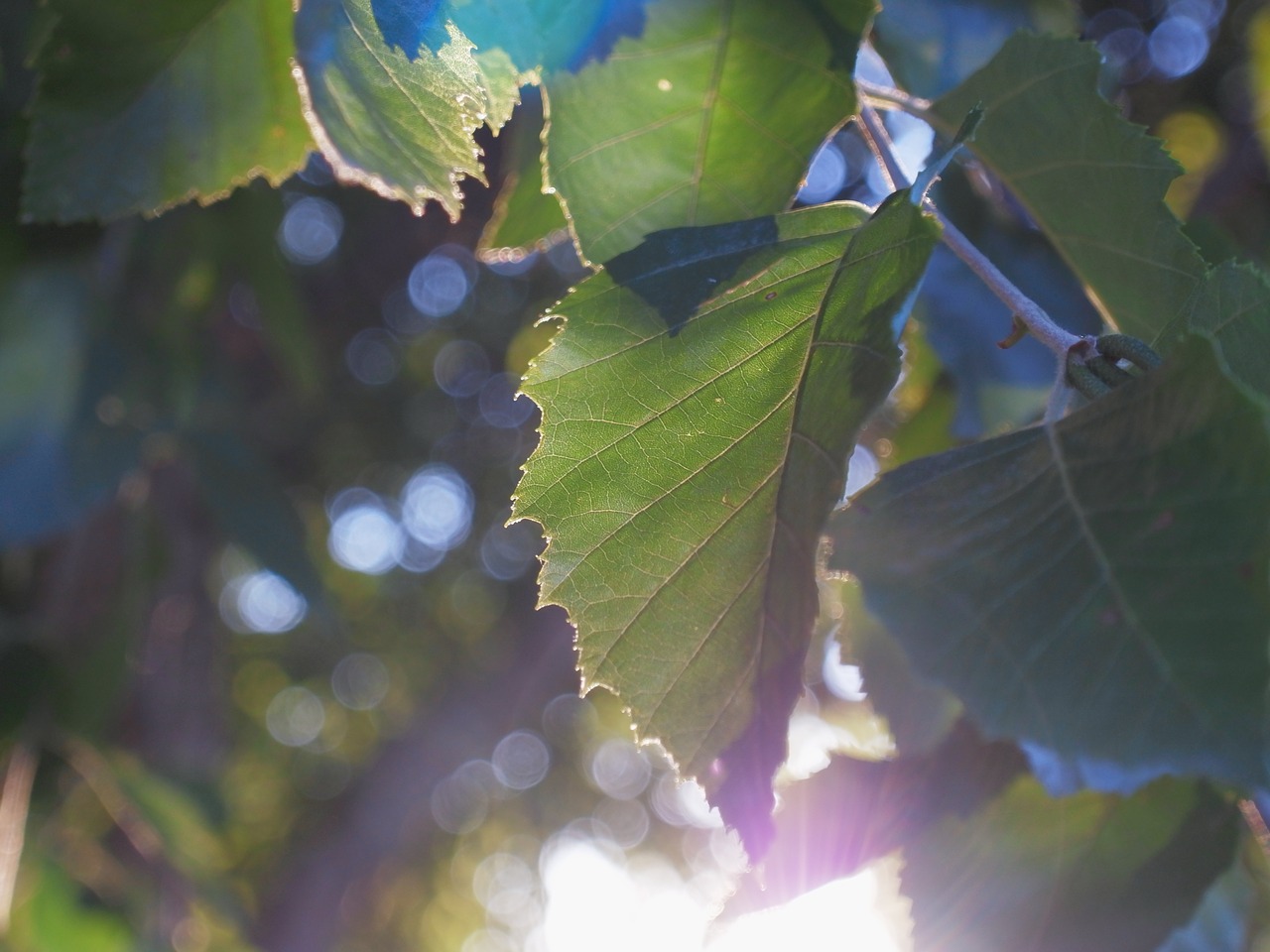 light leaves nature free photo