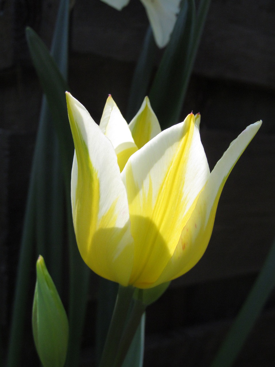 light hope tulip free photo