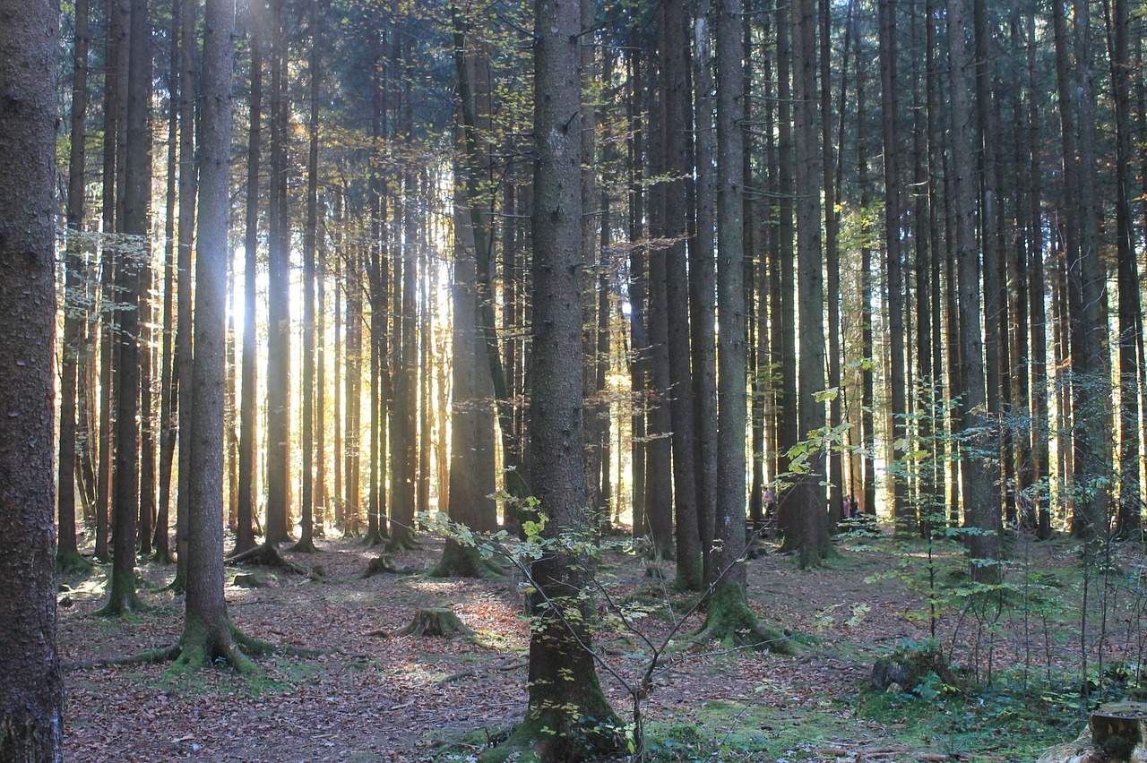 light forrest nature free photo