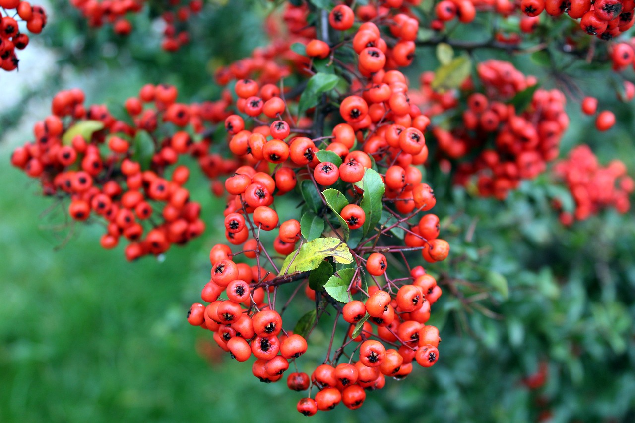 light bush red fruits free photo