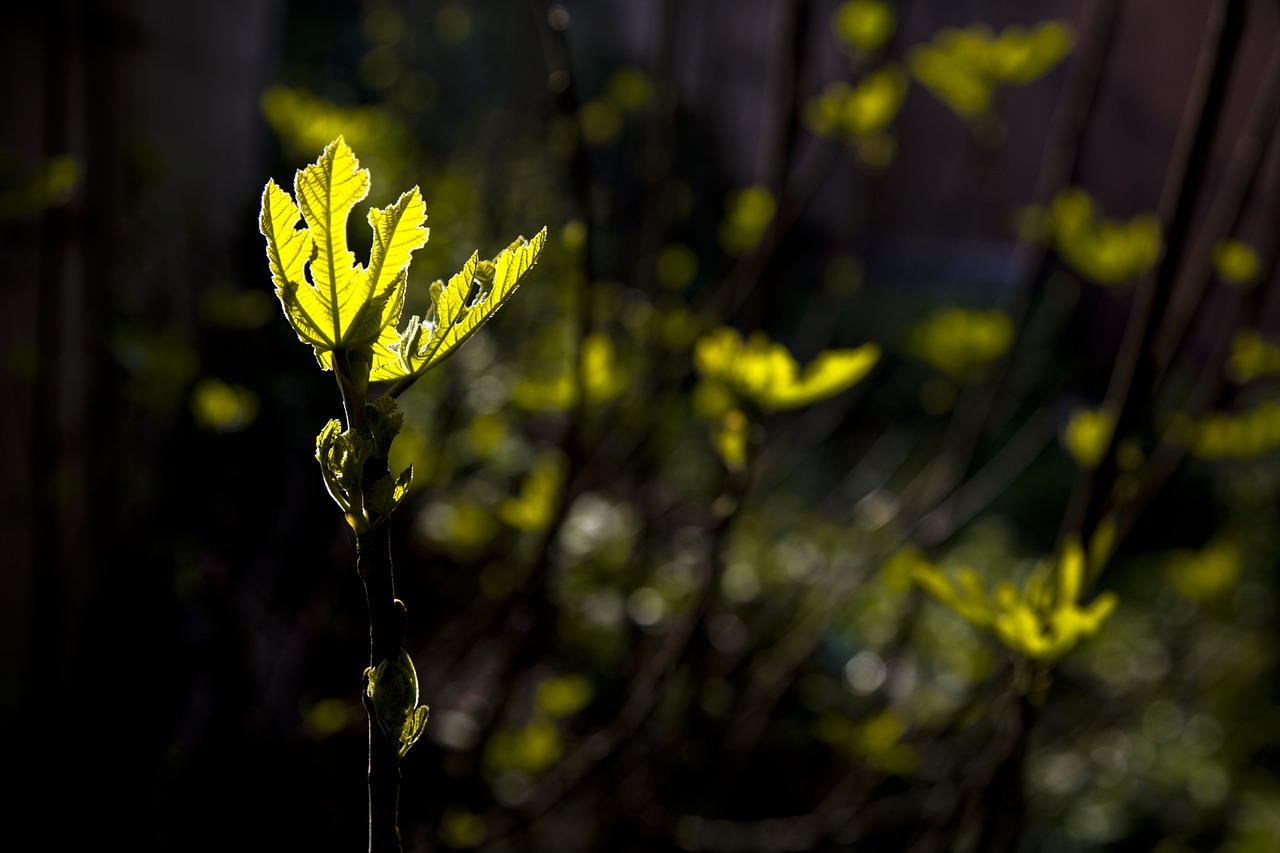 light  fig  leaves free photo