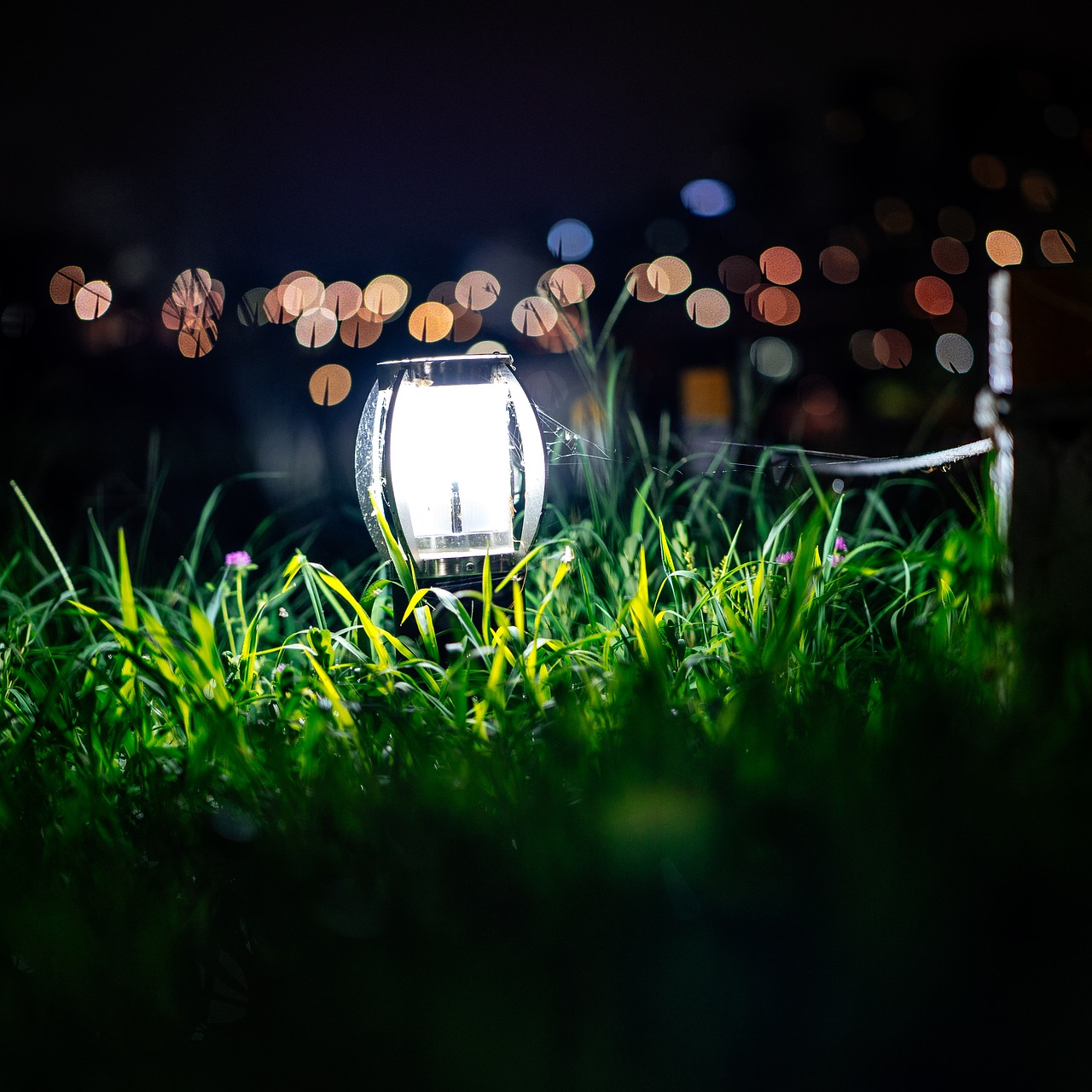 light  grass  night free photo