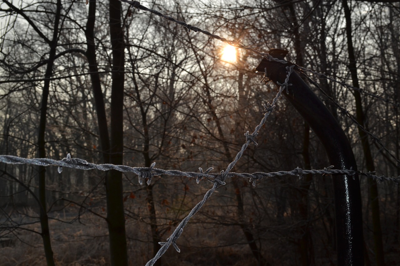 light  barbed wire  the fence free photo