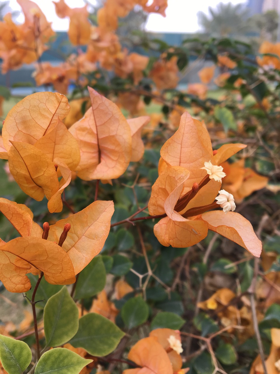 light  orange  nature free photo