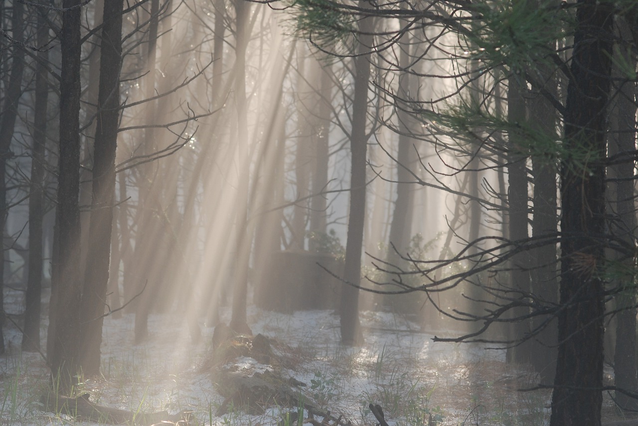 light  forest  mist free photo