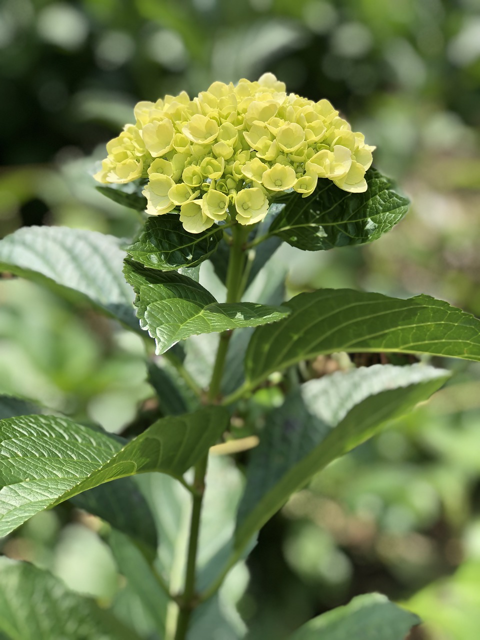 light  hydrangeas  flowers free photo