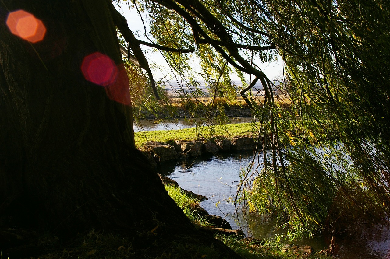 light tree lake free photo