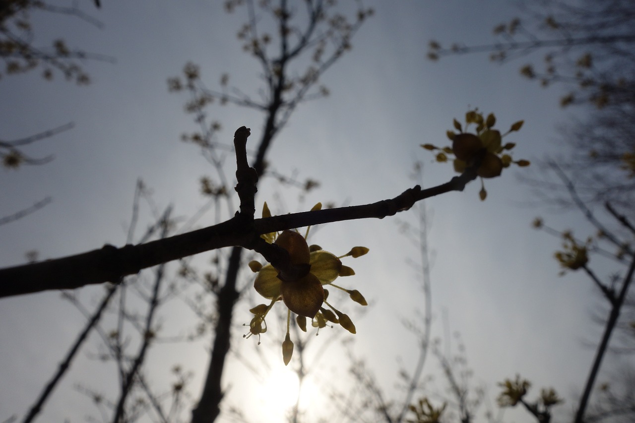 light cherry blossom life free photo