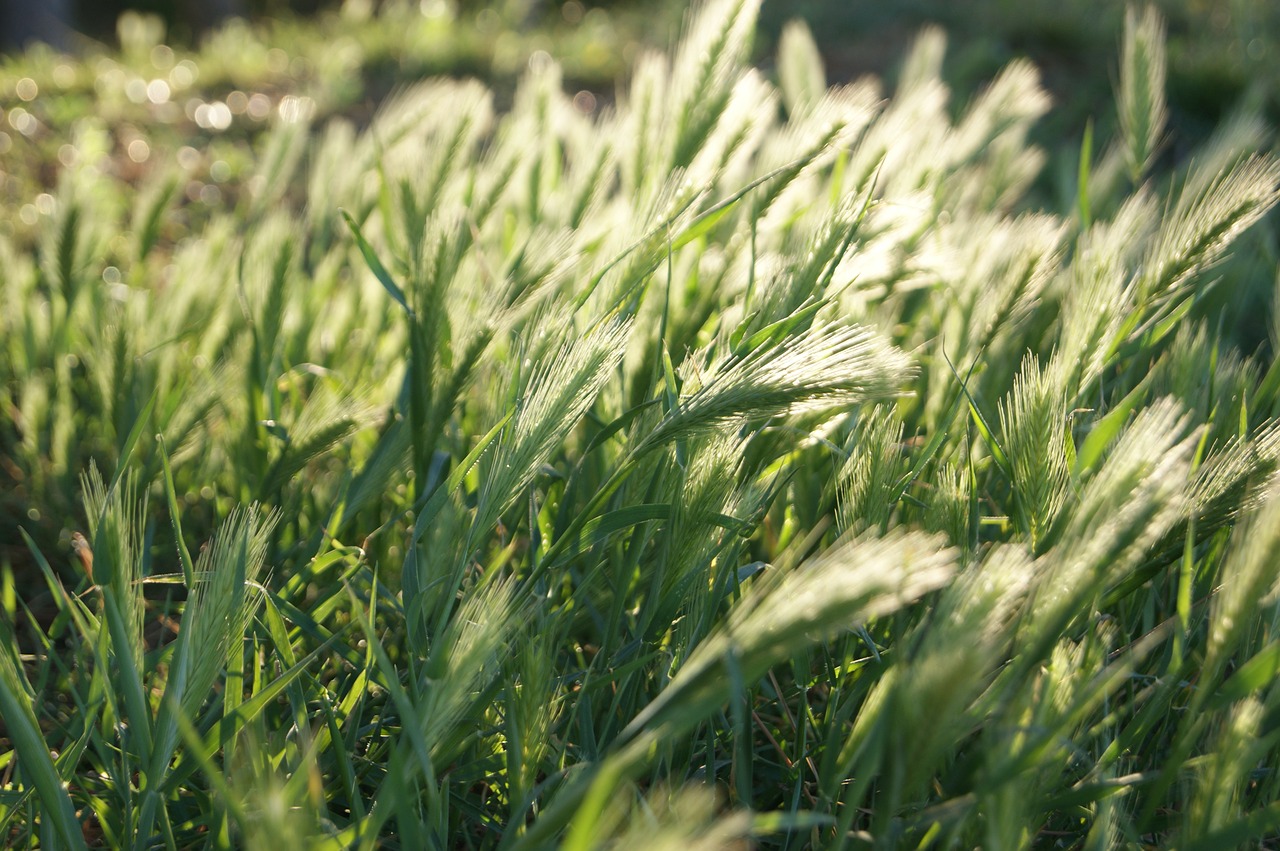 light wheat grain free photo