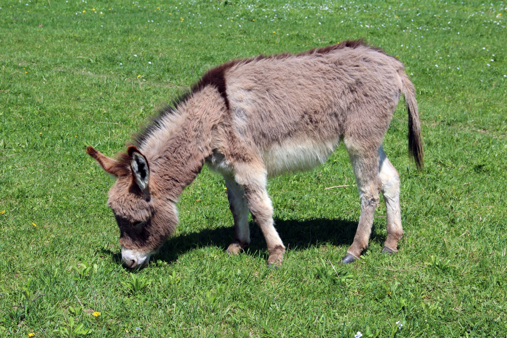 donkey farm donkeys free photo