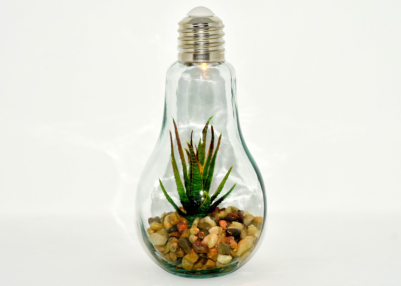 light bulb plant stones free photo