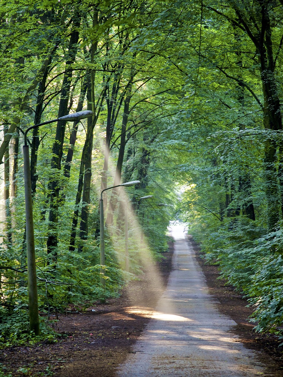 light cone forest green free photo