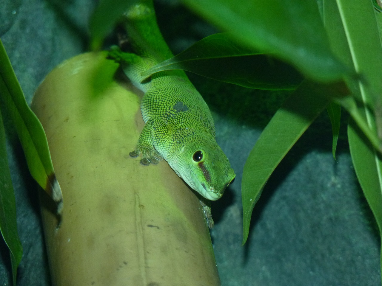 light green the lizard foliage free photo