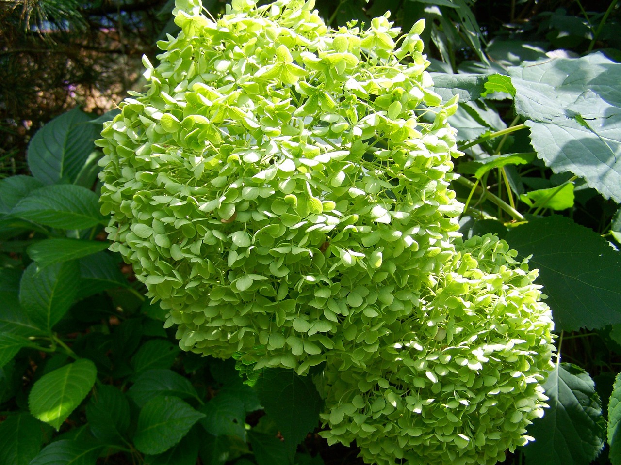 light green hydrangea garden summer flower free photo