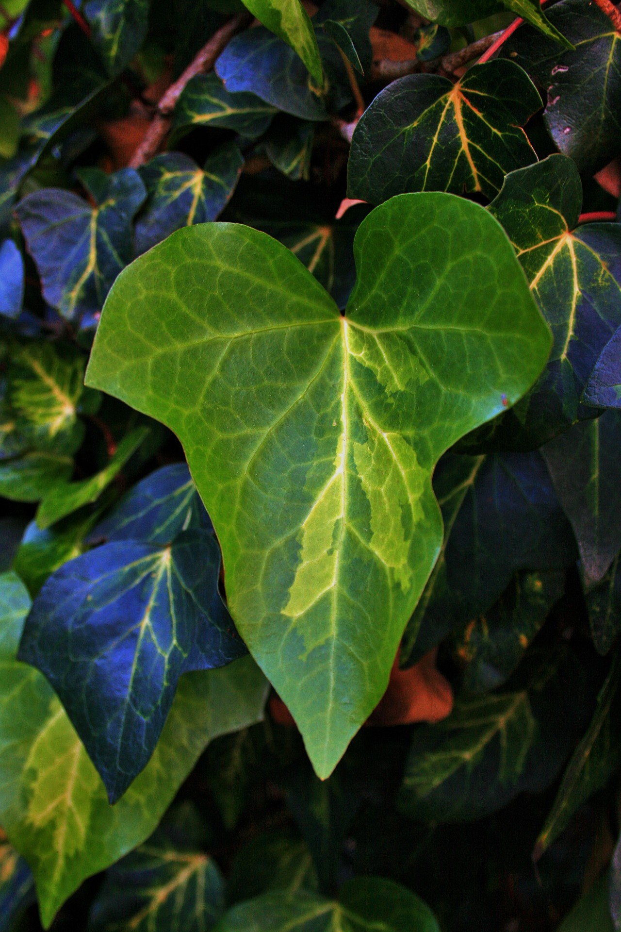 leaf ivy green free photo