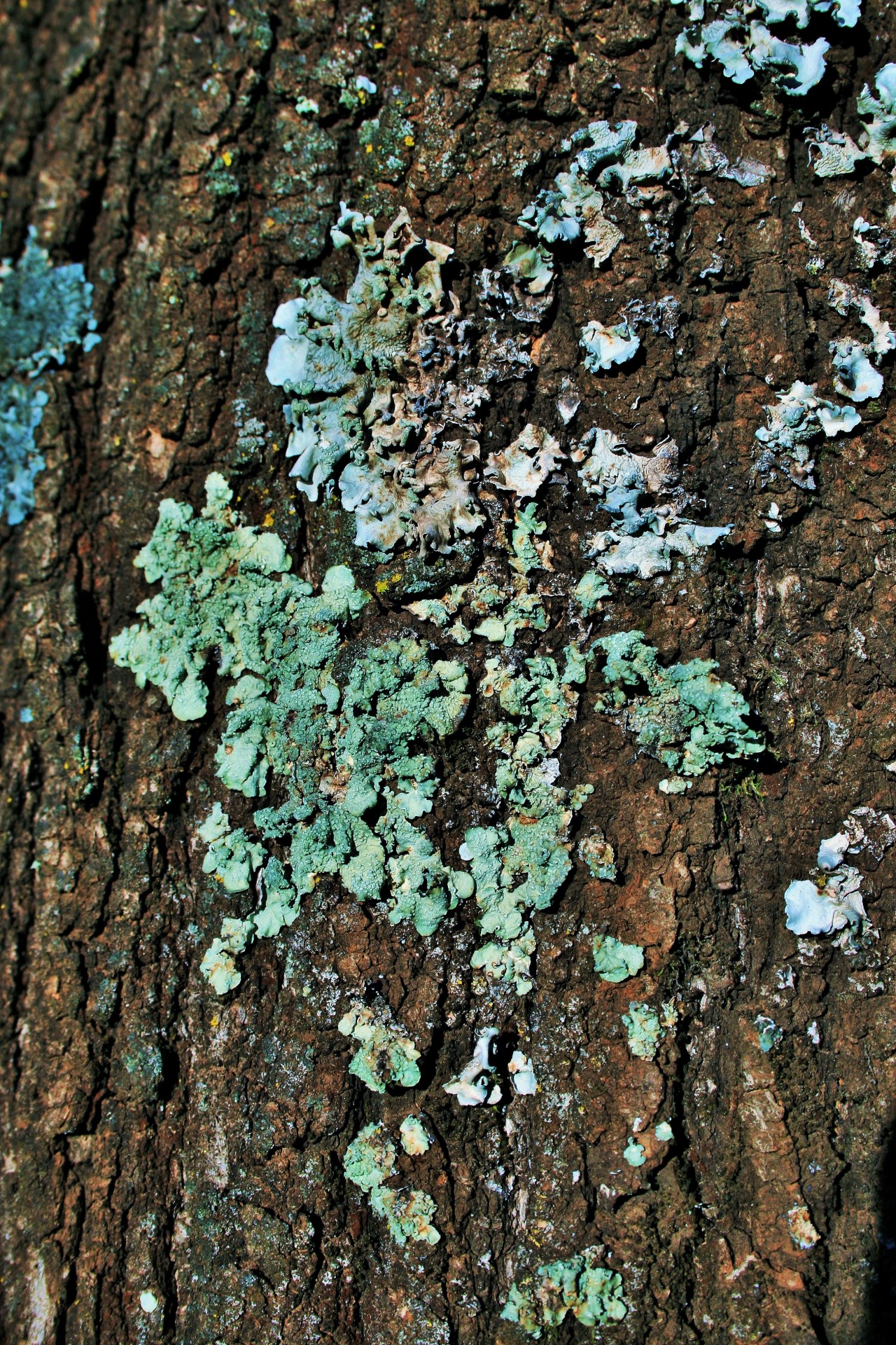 tree trunk bark free photo