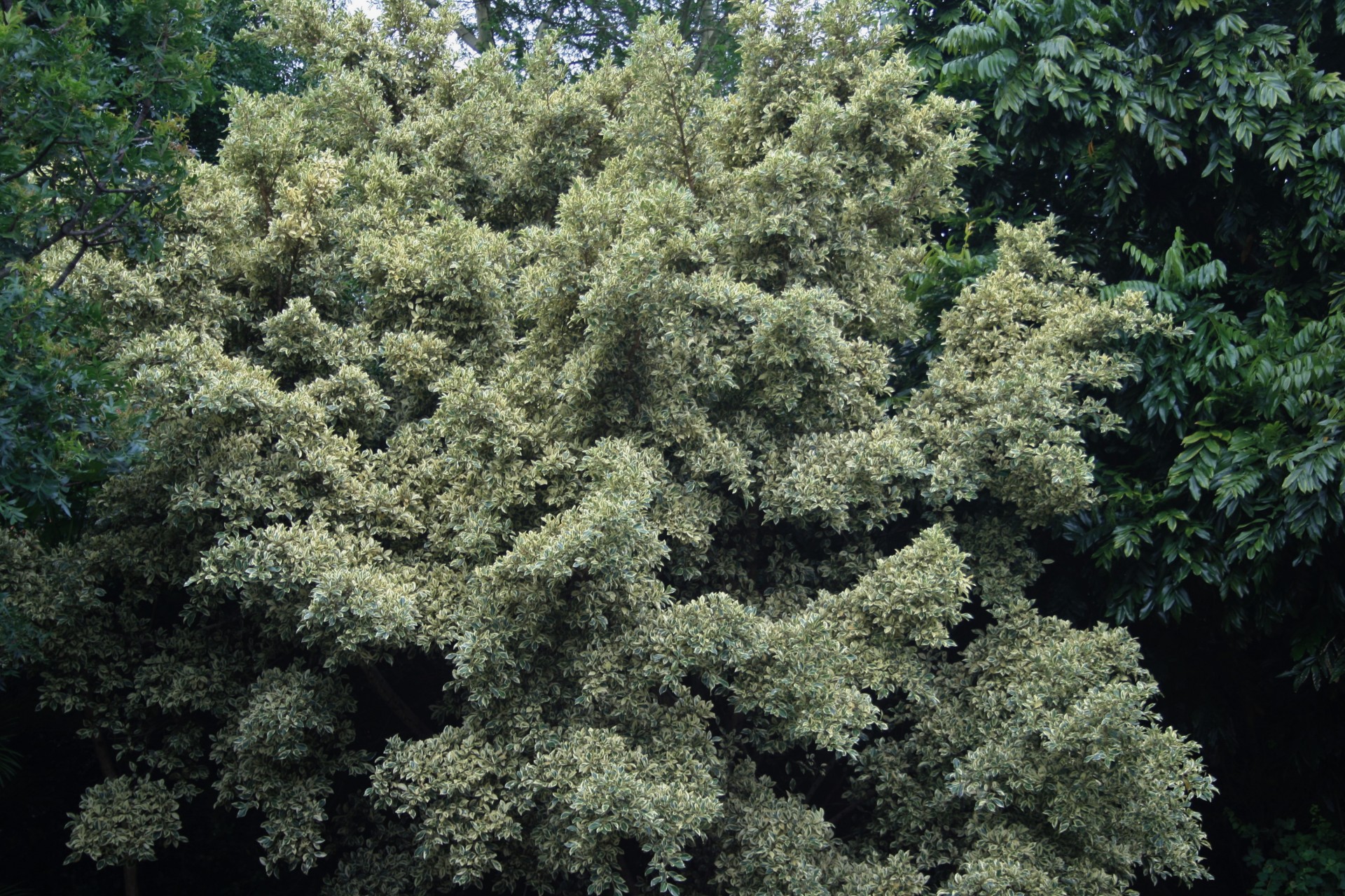 tree leaves dense free photo