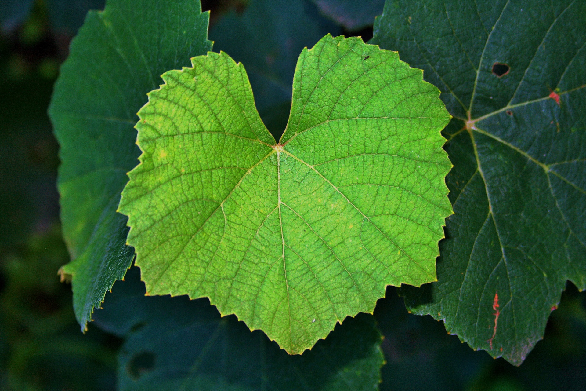 Трехлопастной лист винограда
