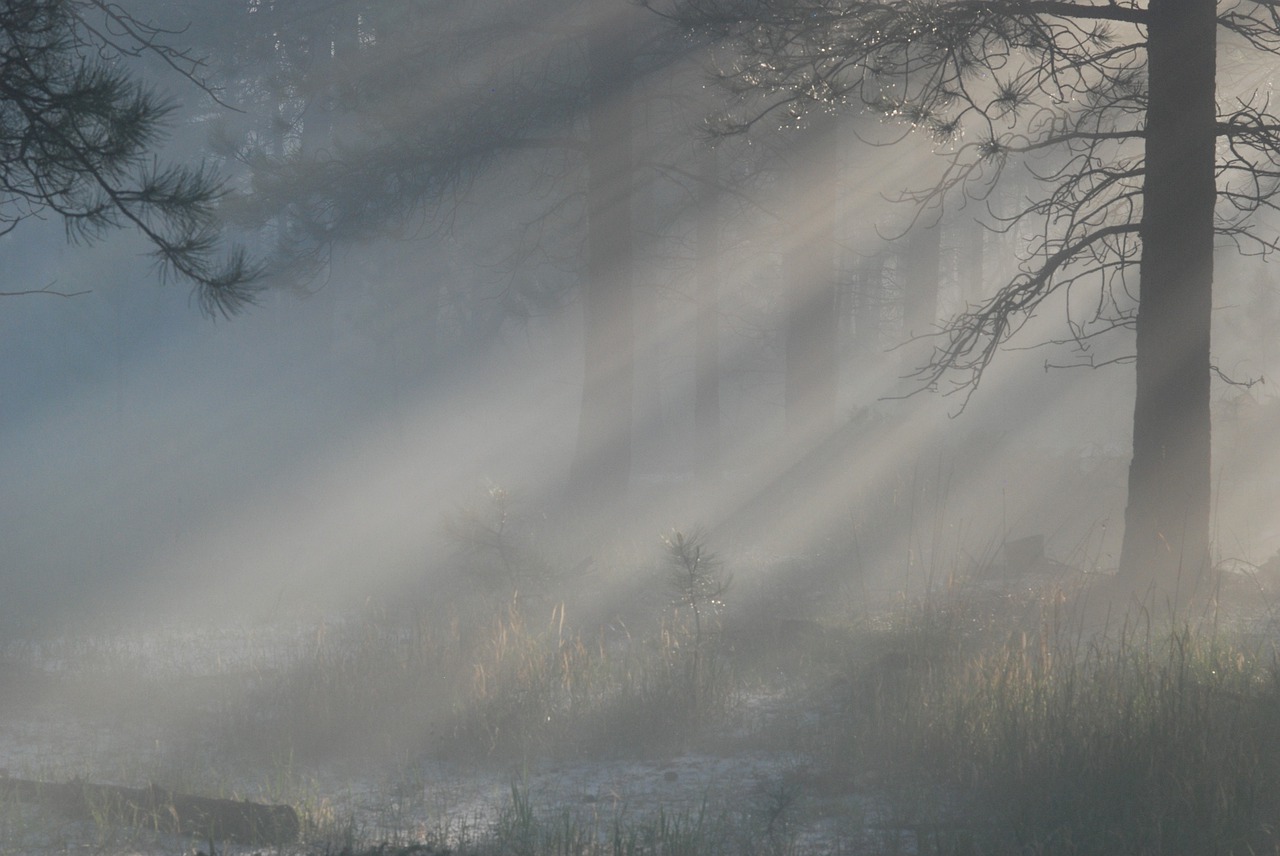 light mist  forest  trees free photo