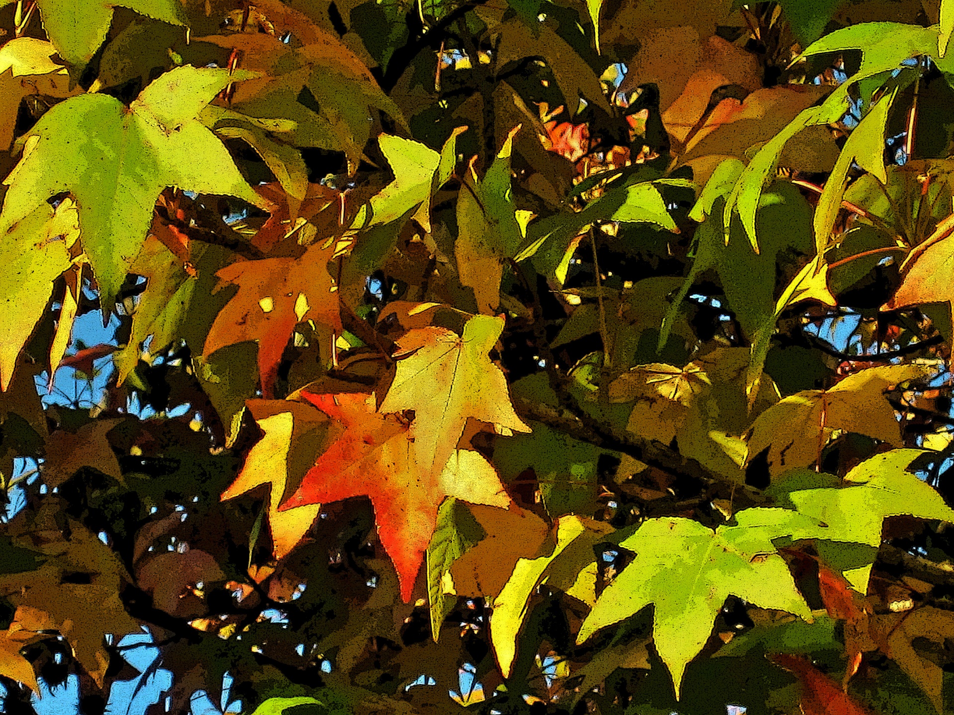 leaves autumn colours free photo