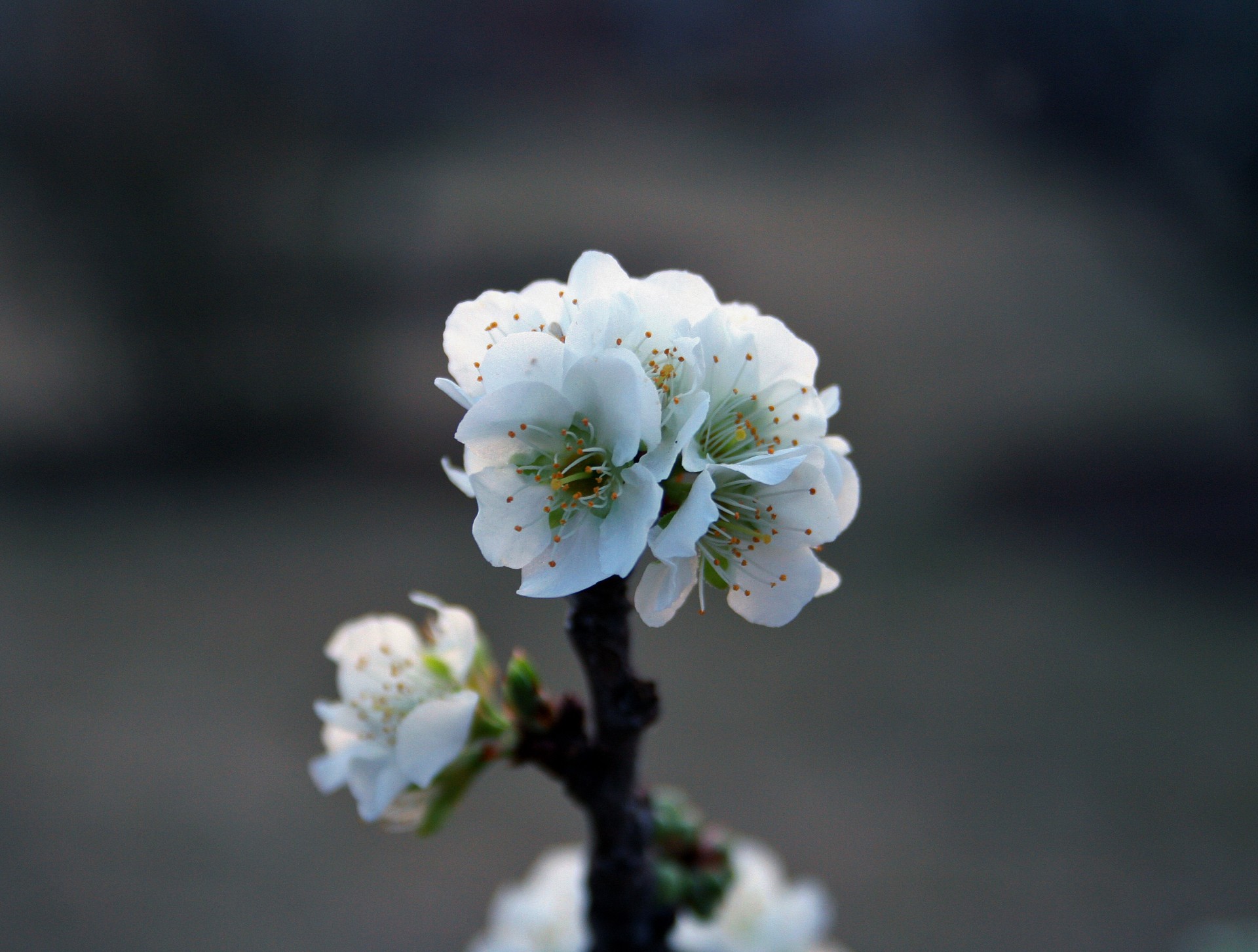 blossoms white cluster free photo