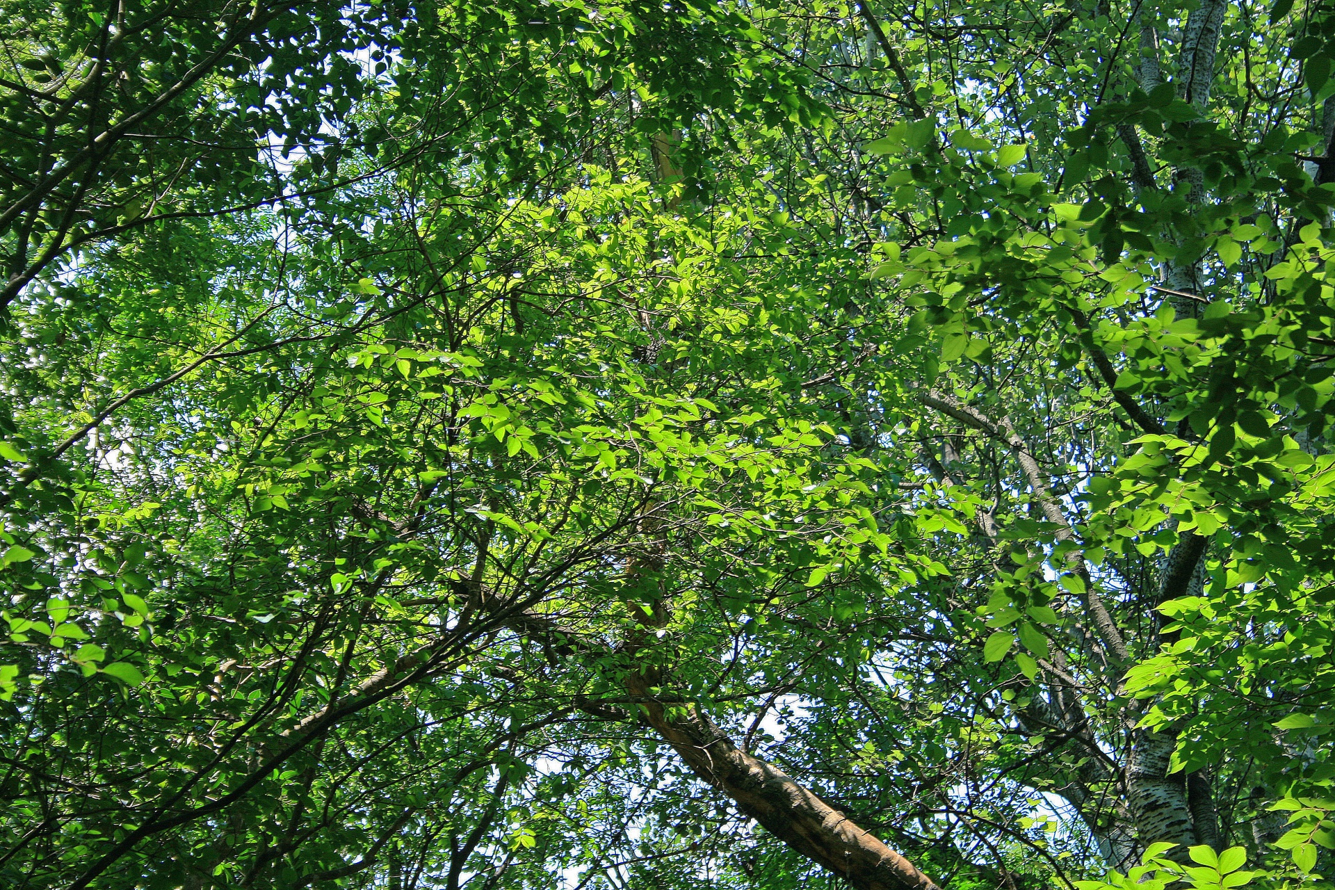 leaves foliage green free photo