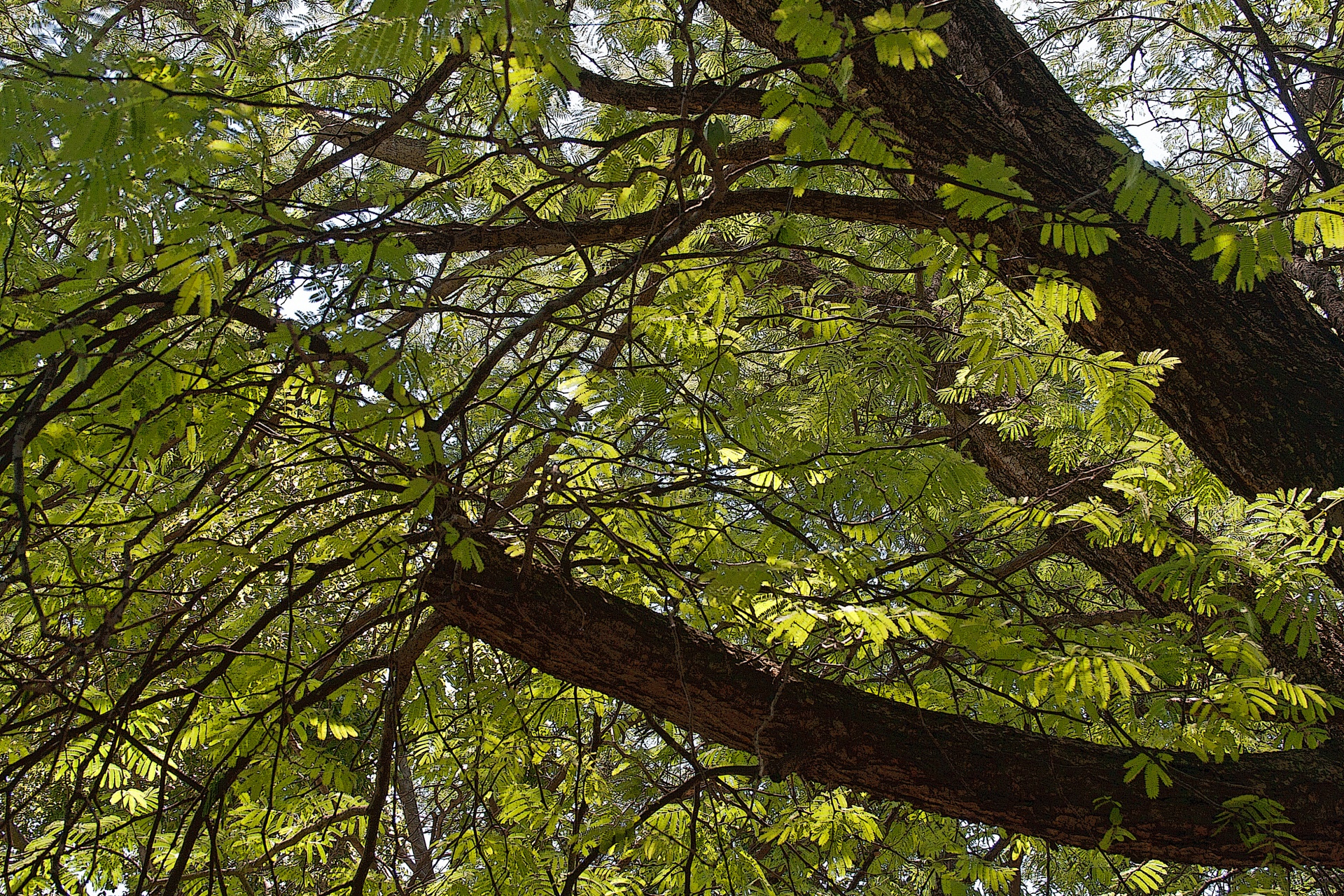 tree branches thick free photo