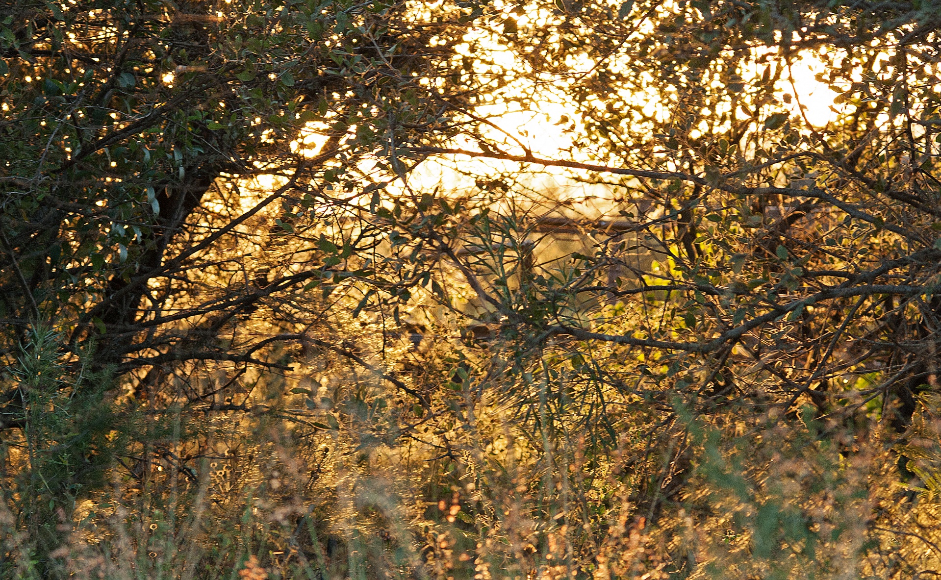 trees bush brush free photo