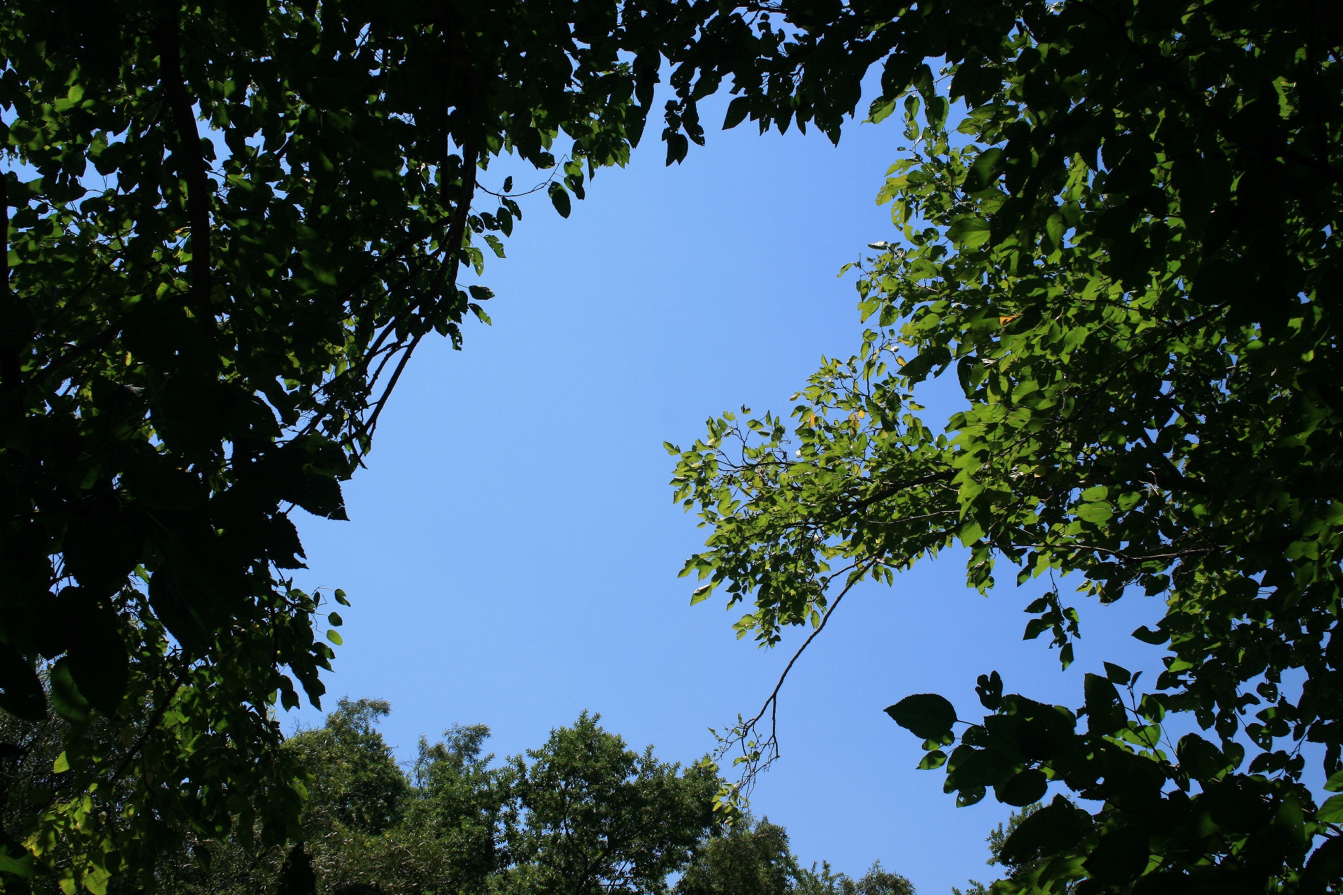 leaves foliage light free photo